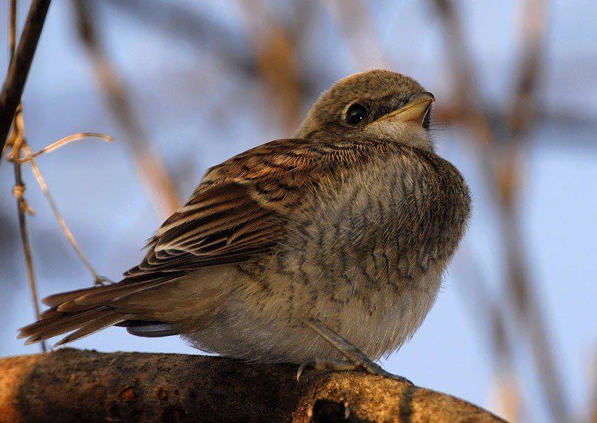 сорокопут, жулан, lanius, collurio, Юрий Охлопков