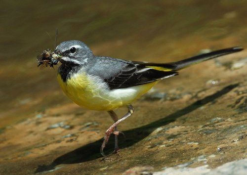 Желтая трясогузка (Motacilla flava)