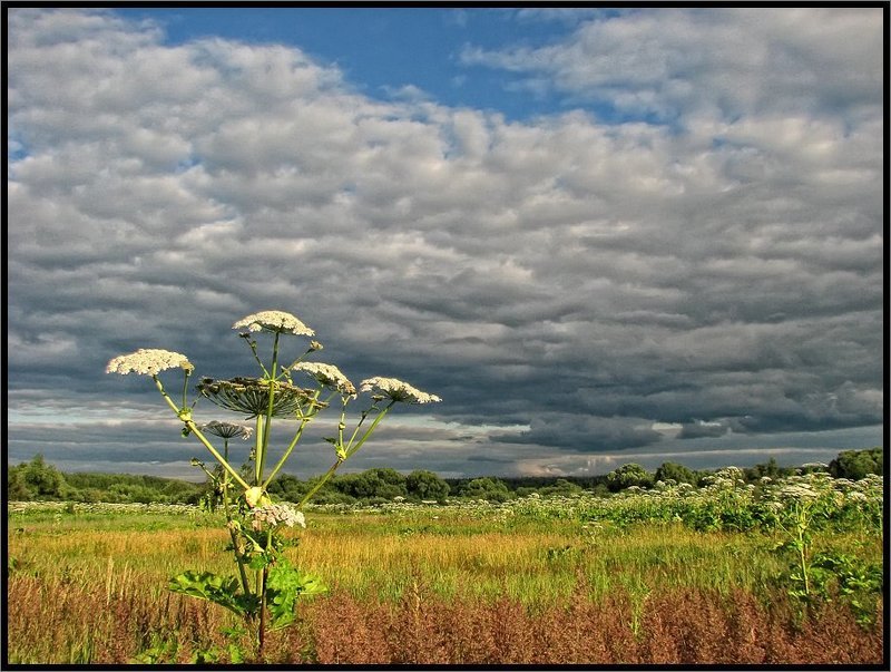 Российская саванна фото превью