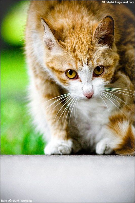 кот, улица, асфальт КОТ#2 фото превью