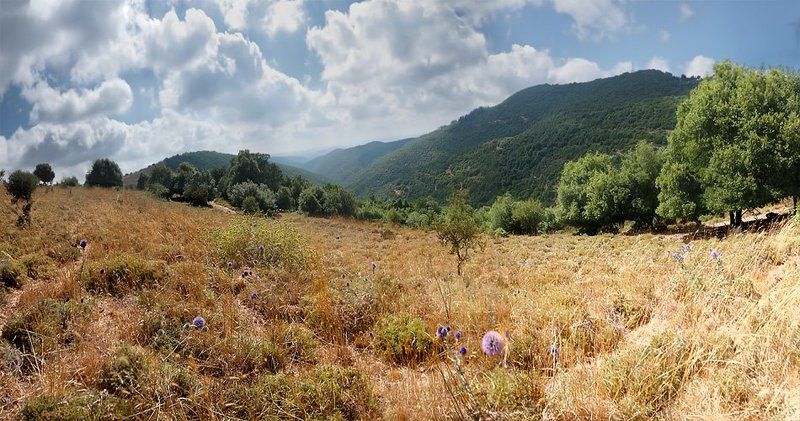 Мелодии лета фото превью