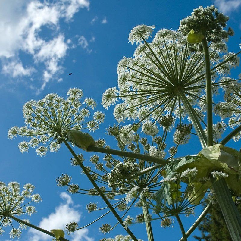 муха, борщевик Иду на посадку фото превью