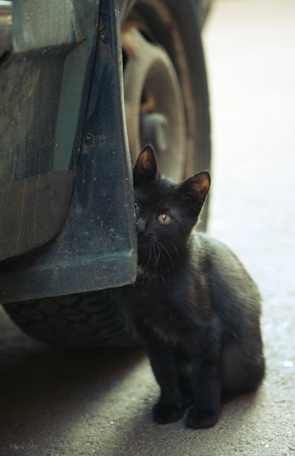 котенок, стеснительный, автомобилист, Darn Cat