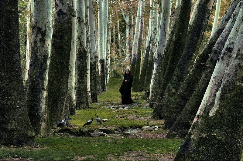 иран, тегеран Song of forest фото превью