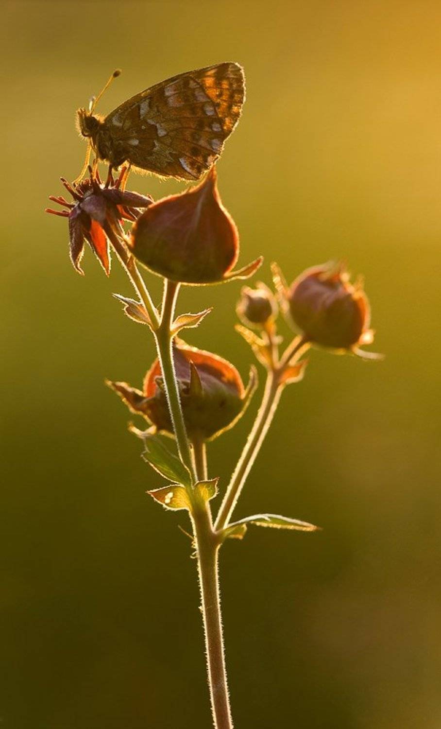 бабочка, закат, Юлия