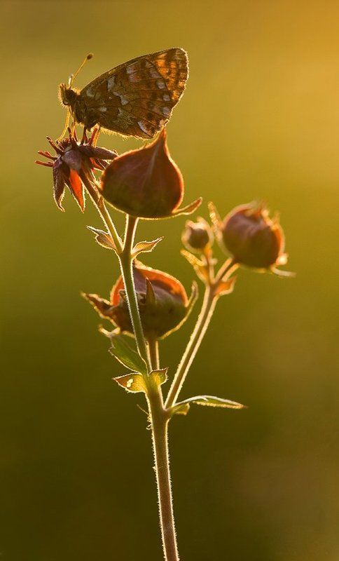 бабочка, закат В лучах заката.. фото превью