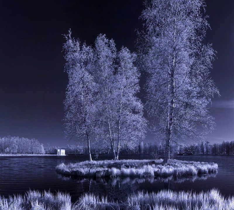 infrared, весна, дерево, деревья, закат, инфракрасная съемка, инфракрасный,  инфракрасное, лес, листва, небо, необычный, парк, солнце, цвет ~130~ фото превью