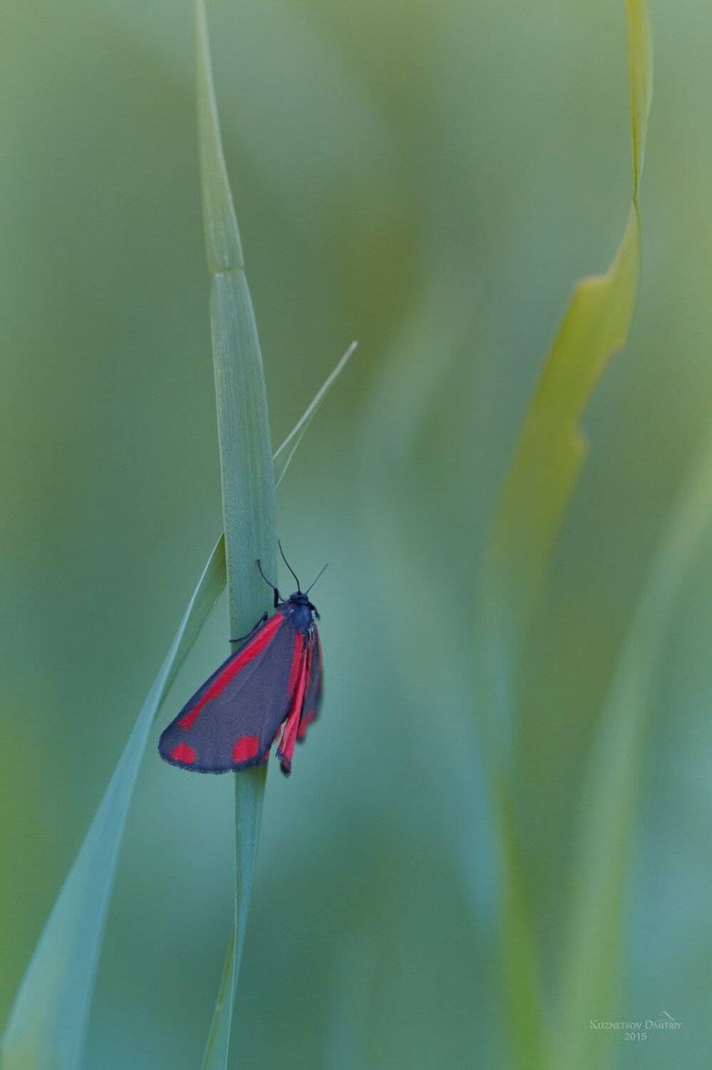 , Кузнецов Дмитрий