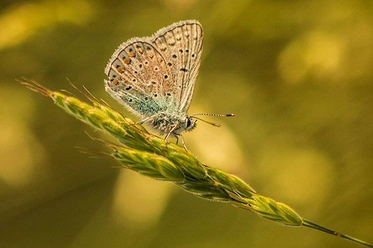 , Pawel Plucinski