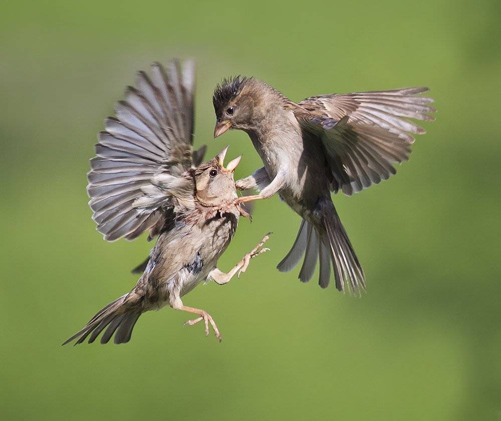 воробьи, Наталья