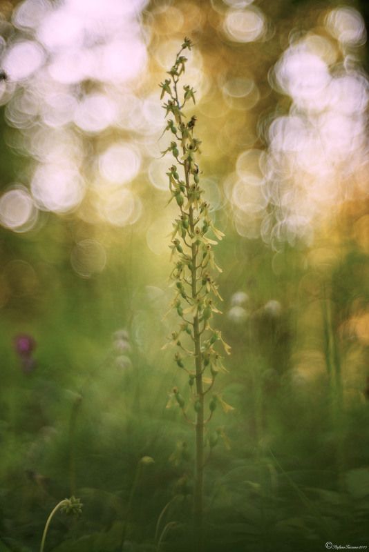 meyer, trioplan into the woods фото превью