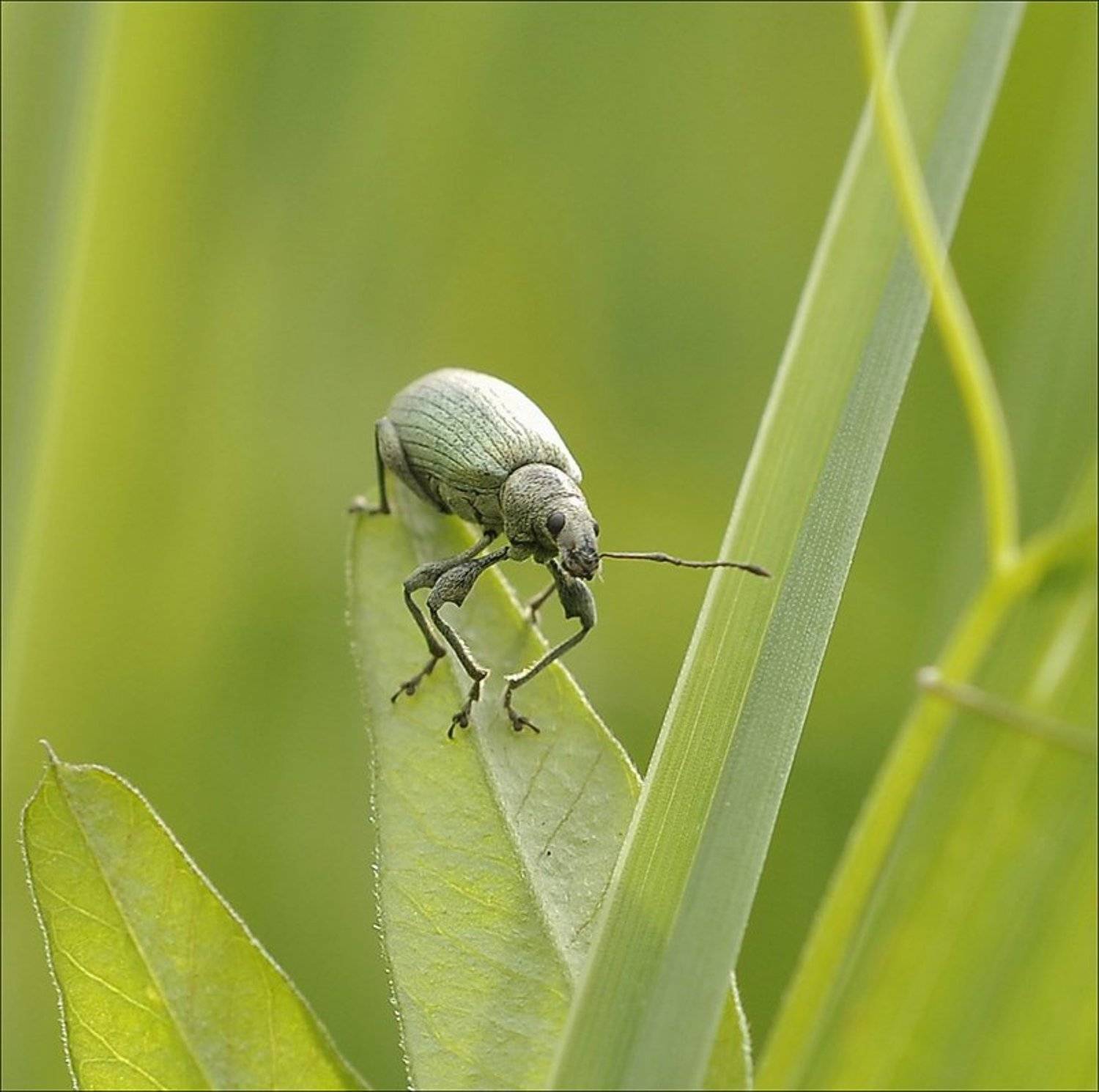 , Андрей Осокин