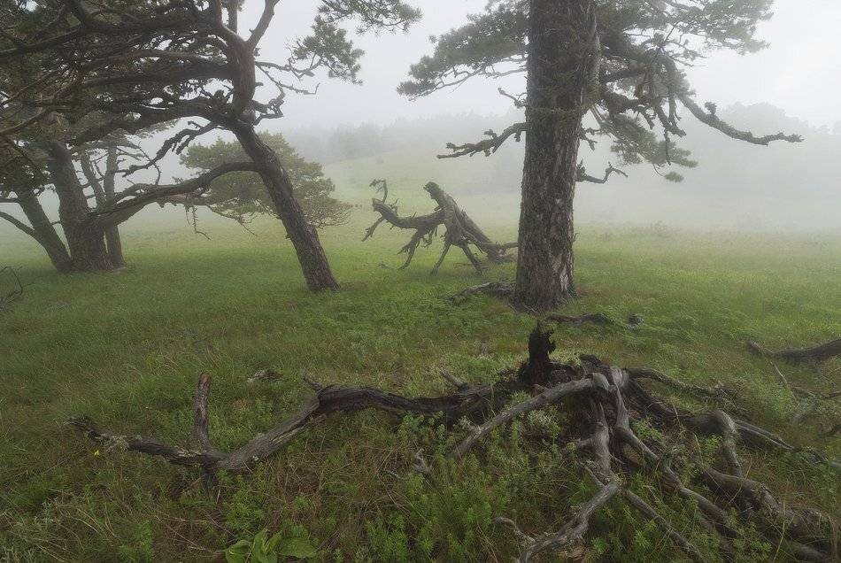 Никитская яйла, буйство  молодой зелени, некие образы в тумане..., Саша  Вайсберг / Waldschnepfe /