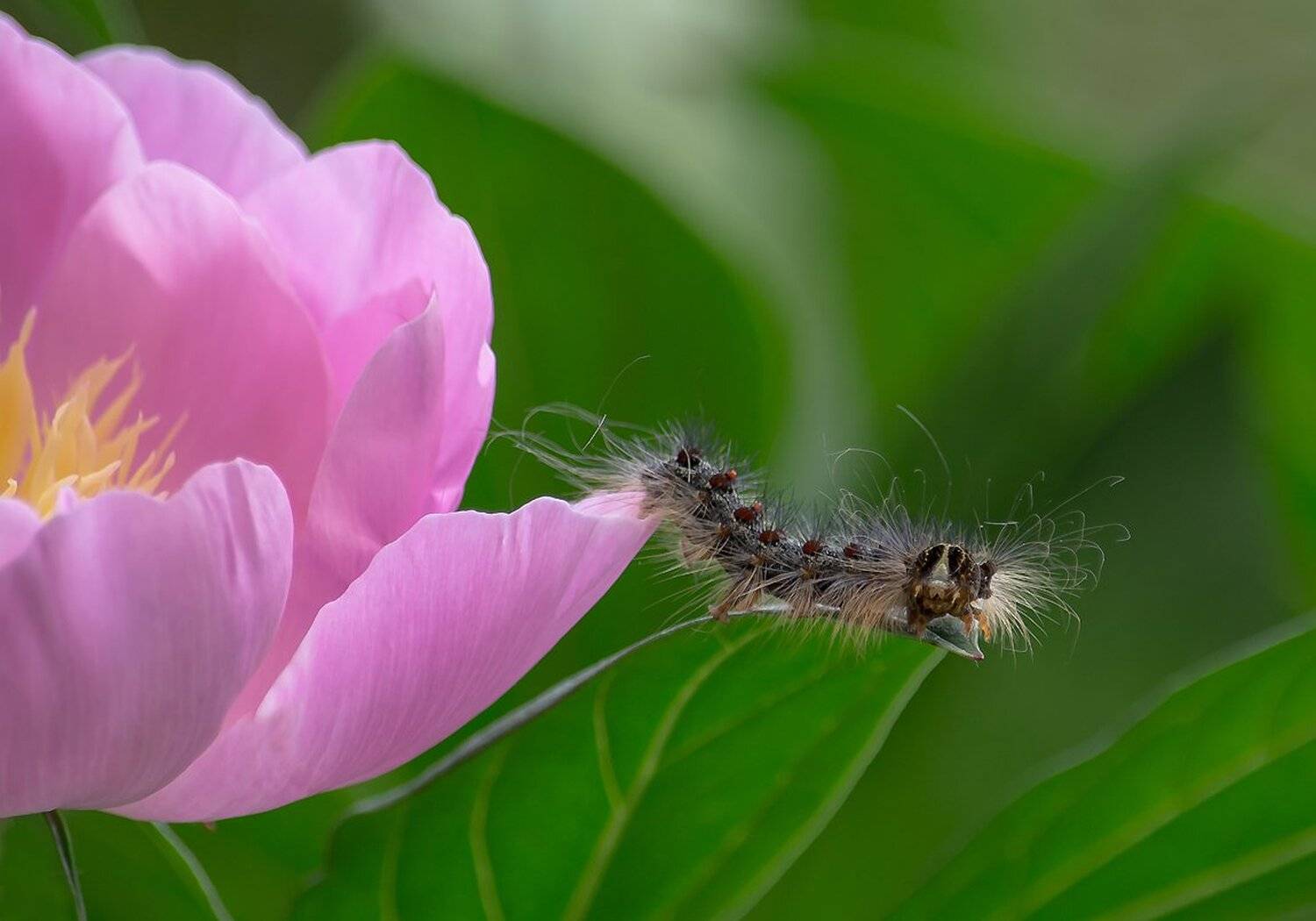 Макро, Насекомые, Природа, Фауна, Антонина