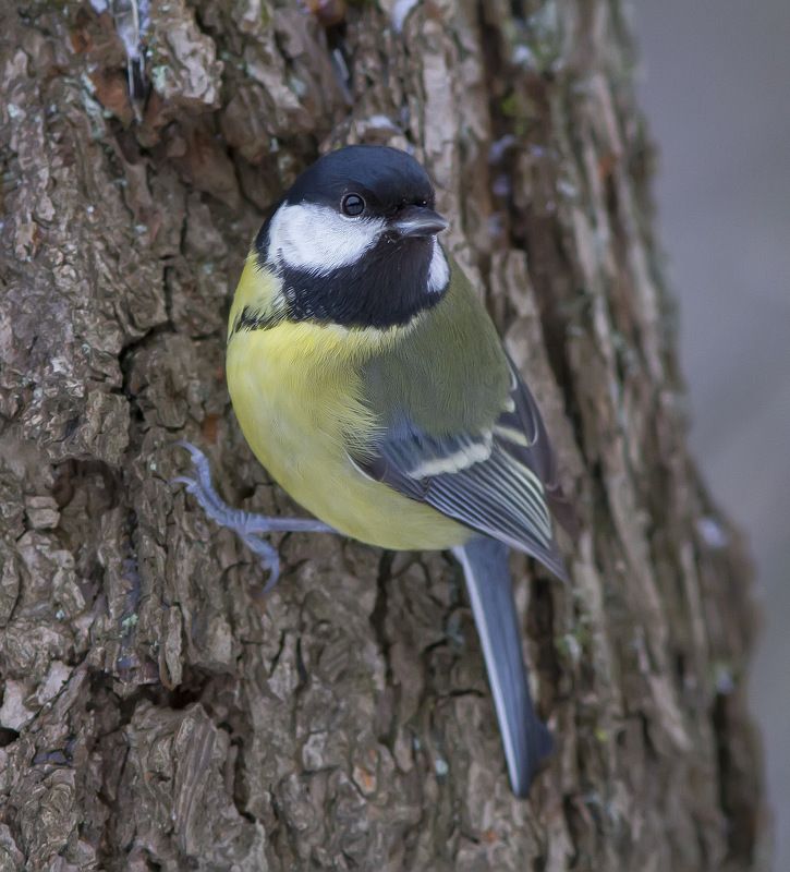 Синица Оглянулась посмотреть. Большая синица. фото превью