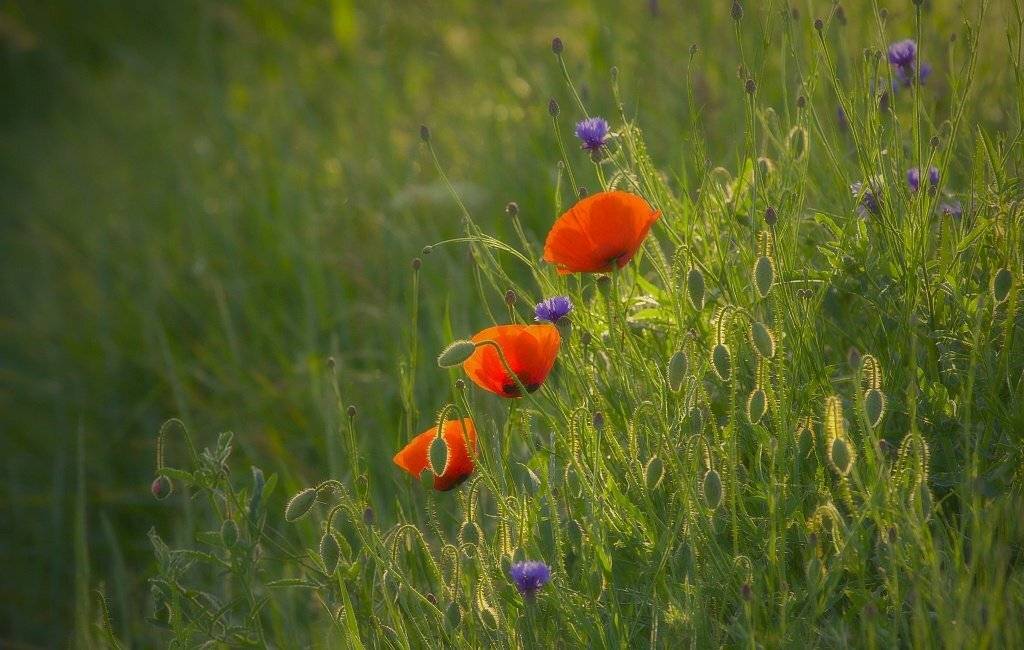 , Franti&scaron;ek Uhler