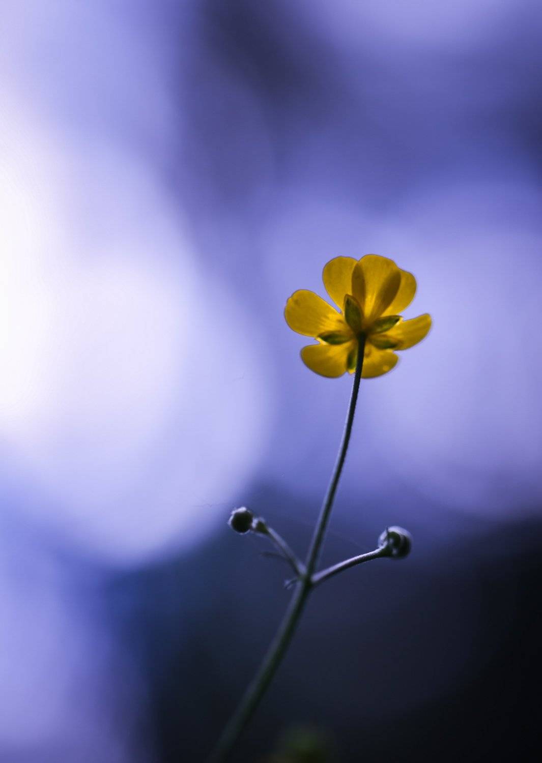 , Татьяна Гасс