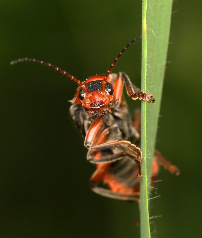 * фото превью