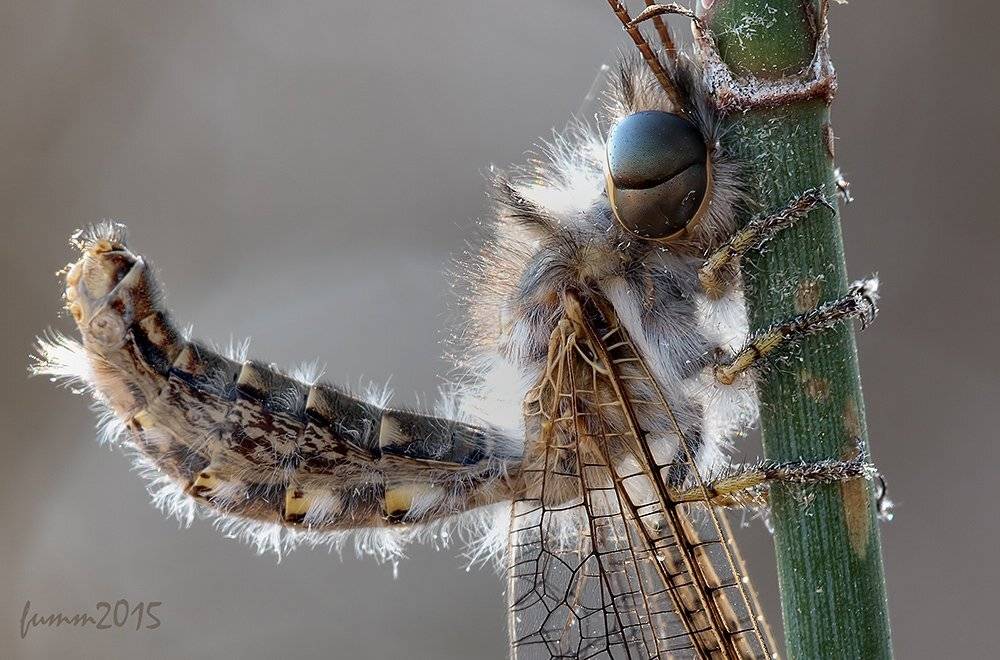 , Игорь ФУММ