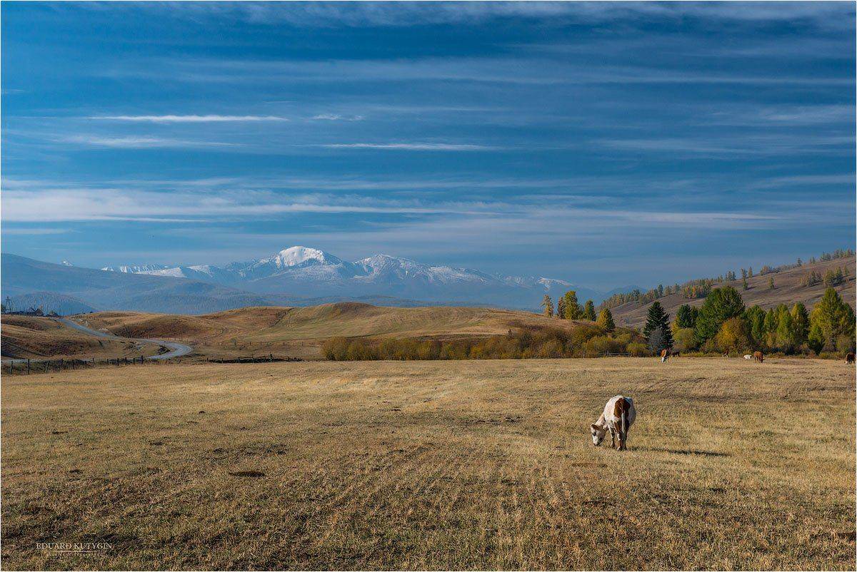 алтай, улаганское нагорье, корова, идилия, небо, прозрачность, осень, золотая осень, горы, ледник, снег, снежные вершины, скалы, поле, стерня, деревья, стадо, одинокая, одиночная, голубой, желтый, Кутыгин Эдуард