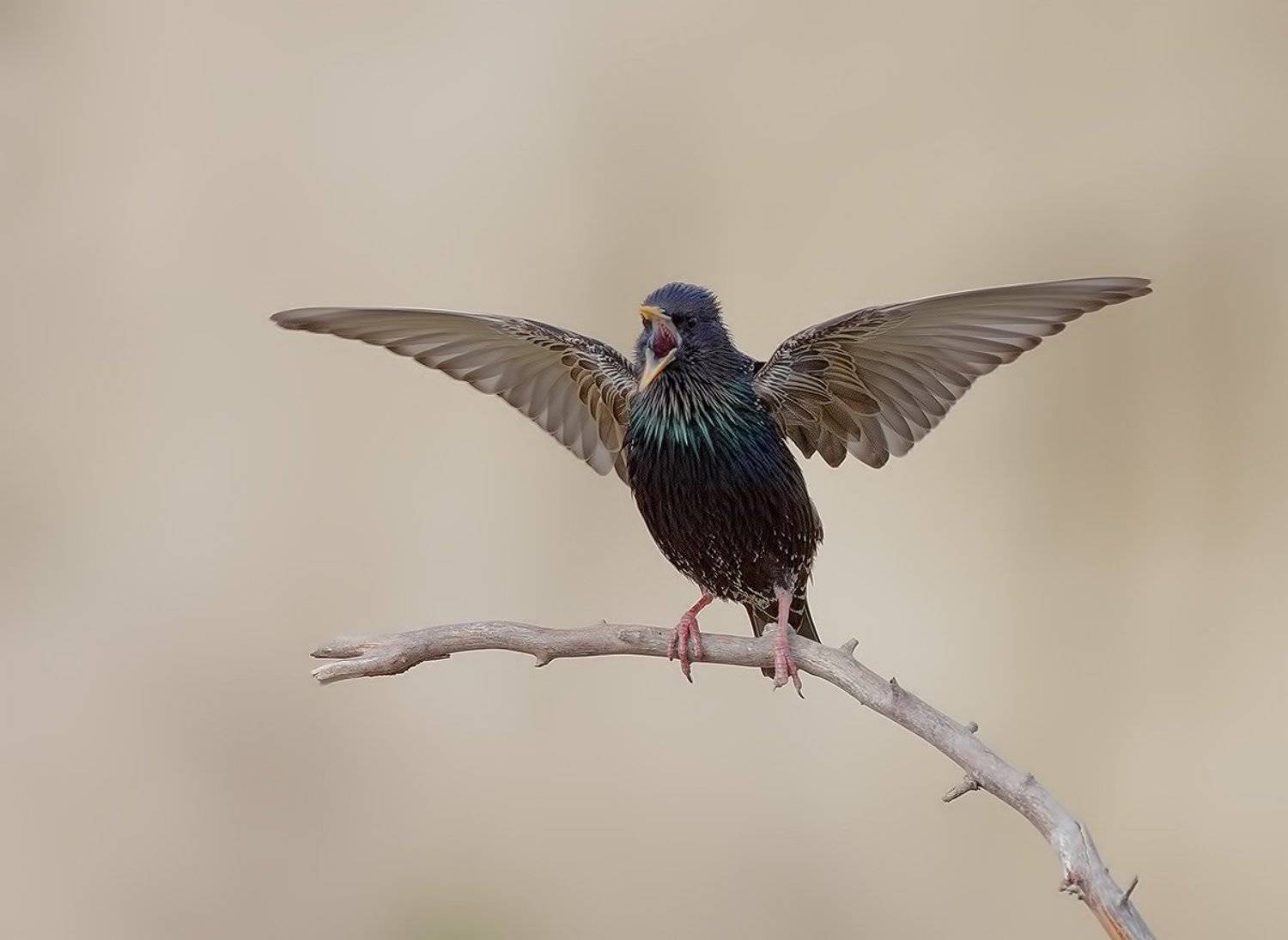 , Стефан Дянков