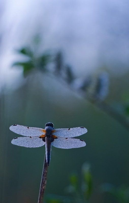 Роса, Стрекоза, Утро Утро в росе фото превью