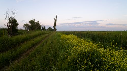 Дорогой полевой