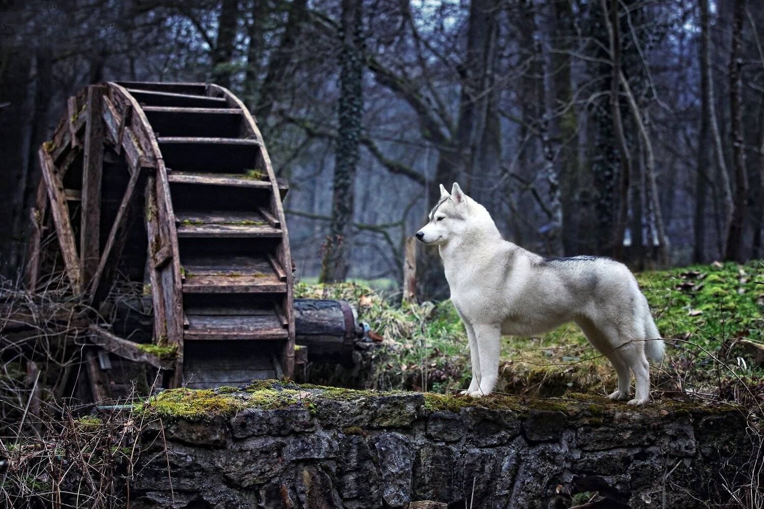 , Андрей Ершов