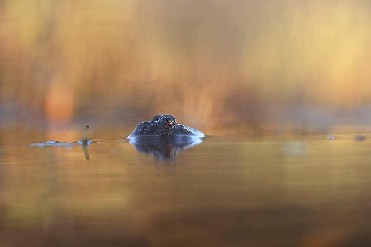 Болото, Жерлянка краснобрюхая, Закат, Кумка, Лягушка, Роман Рысь
