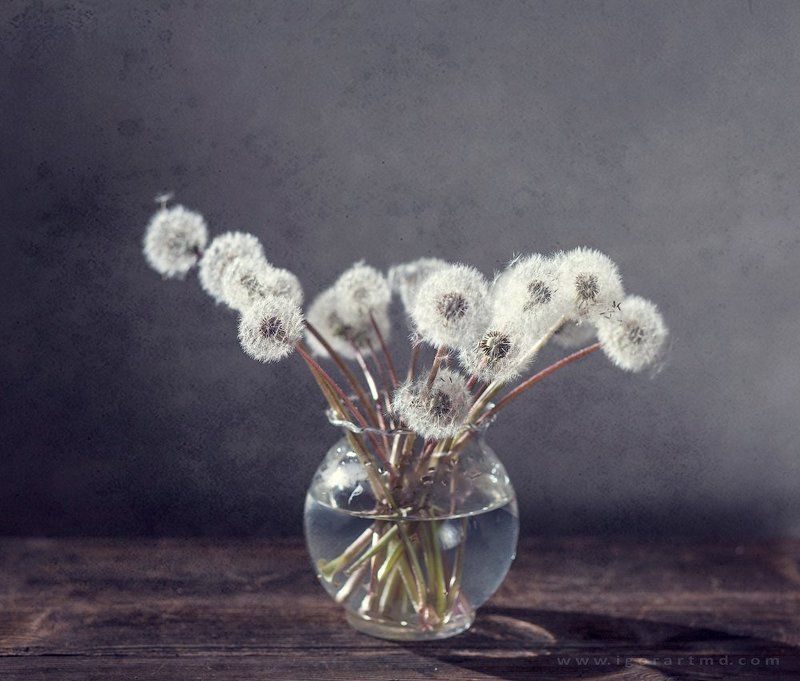 Dandelions фото превью