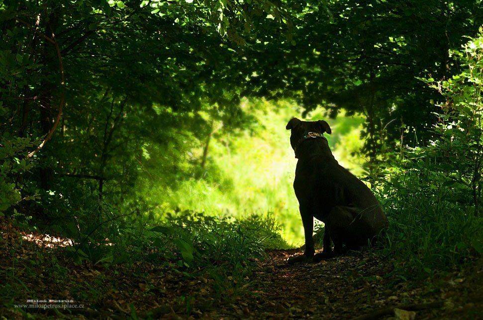 , Milo&scaron; Petru&scaron;