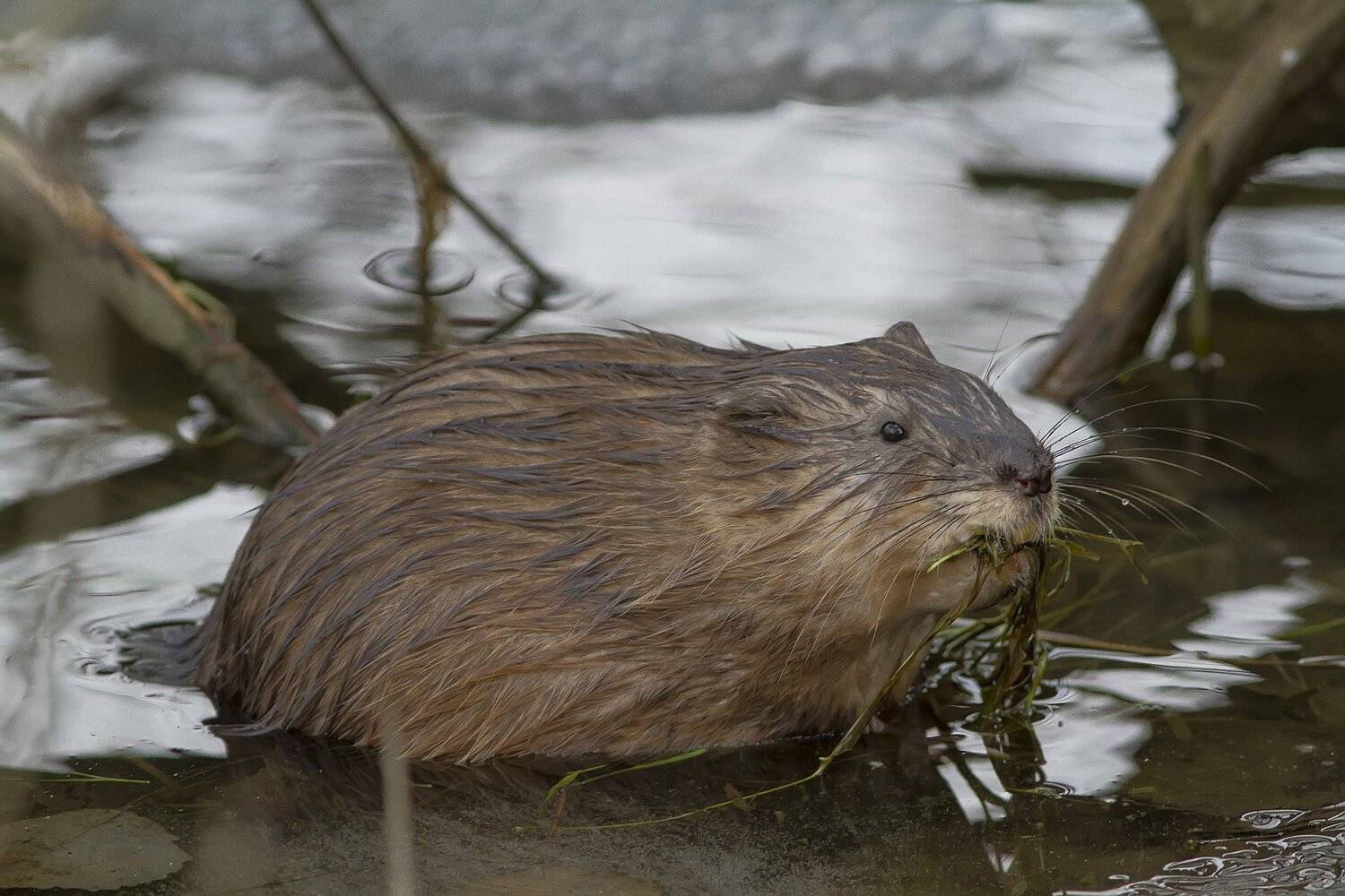 Ондатра, Тесленко Игорь