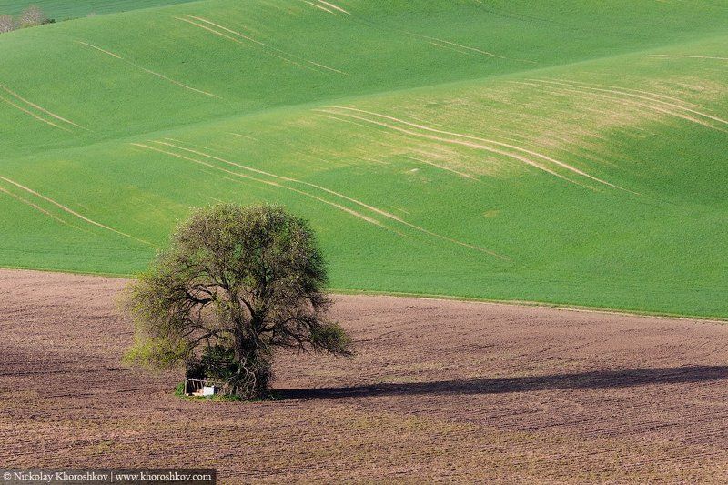 Южная Моравия, Чехия, Southern Moravia, Czech Republic, Моравский Бонсаи фото превью