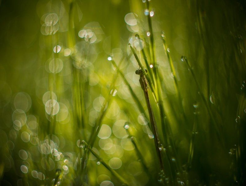 Когда просохнут крылья... фото превью