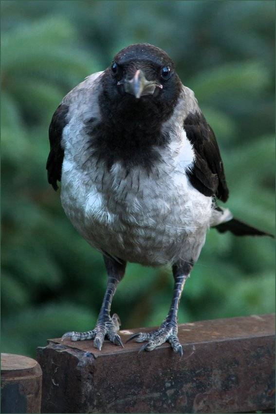 , Лев Сердюков