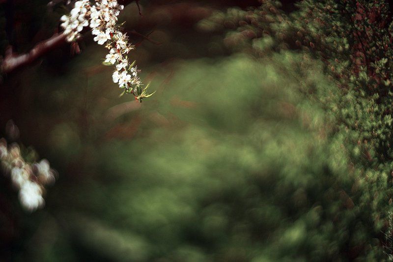 apple blossom фото превью