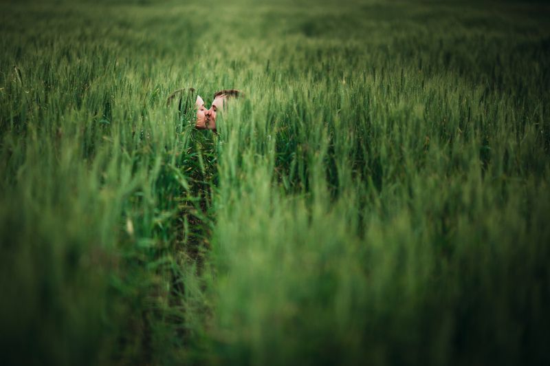любовь в пшенице фото превью