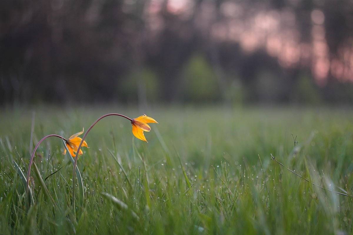 , Роман Рысь