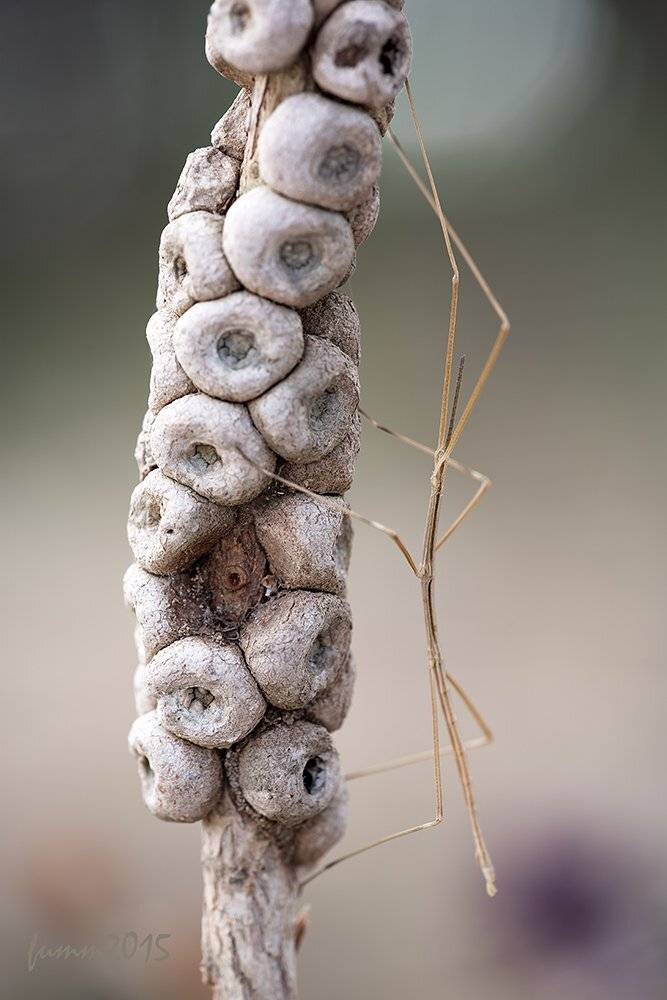 , Игорь ФУММ