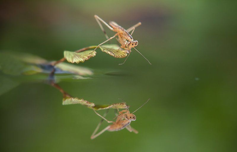 -Улыбка- фото превью