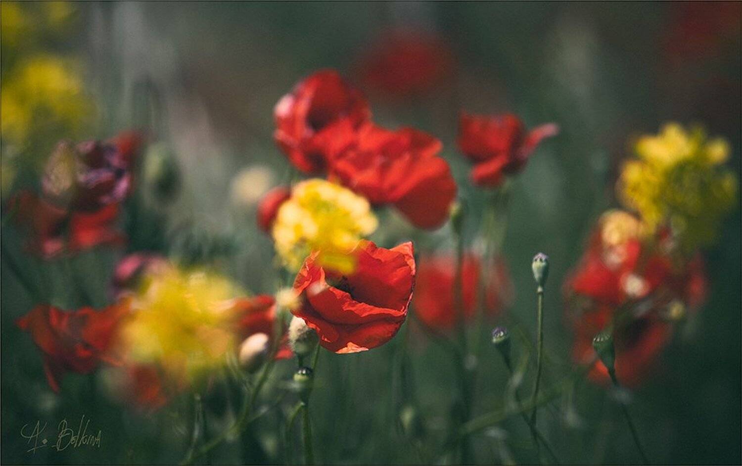 Кипр маки, Ариадна Белкина