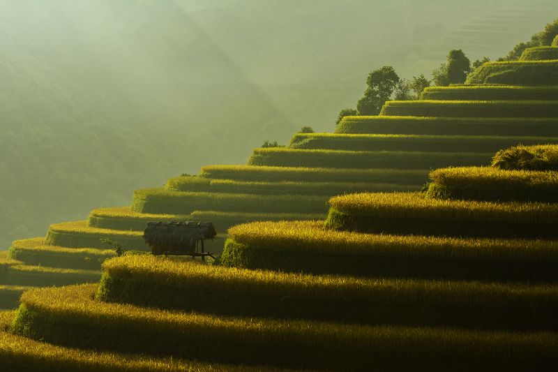Asia, Asian, Beautiful, China, Culture, Field, Green, Landscape, Nikon, Photography, Plants, Rice, Terraces rice field, Thailand, Vietnam, Yellow Terraces rice field in vietnam фото превью