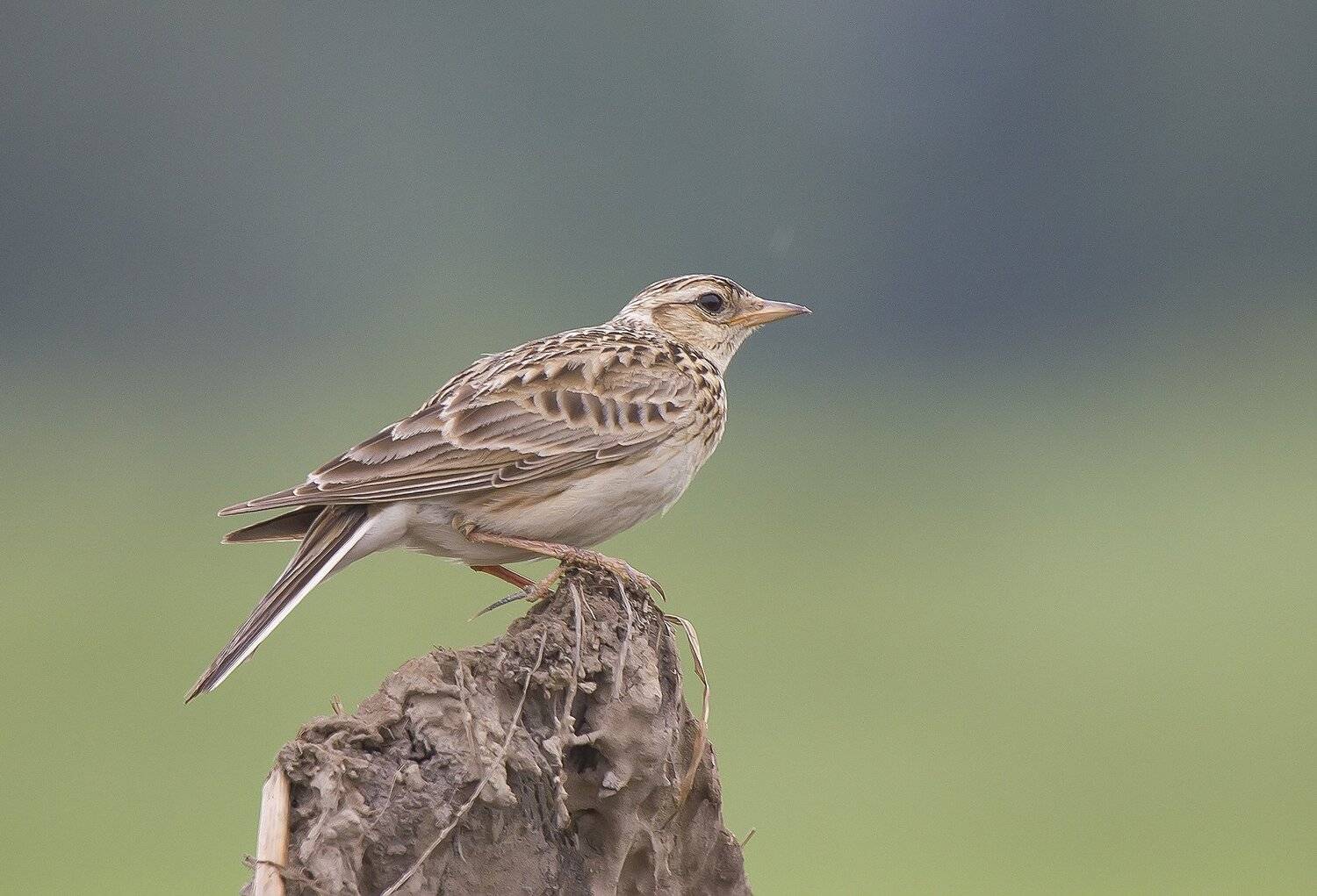 Жаворонок, полевой, Тесленко Игорь