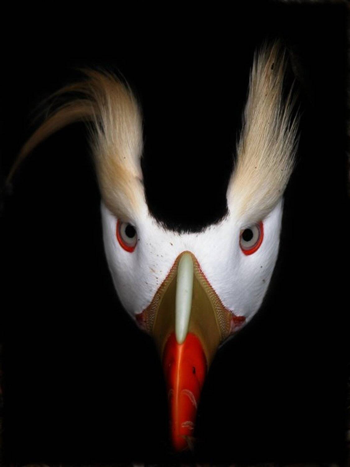 Золотая Черепаха, Золотая черепаха