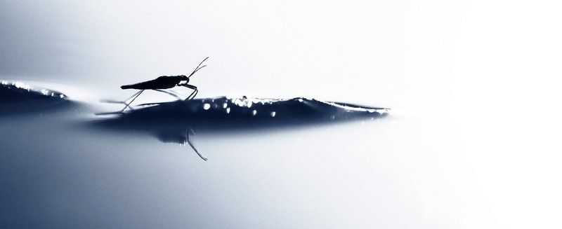 Растворяясь в свете фото превью