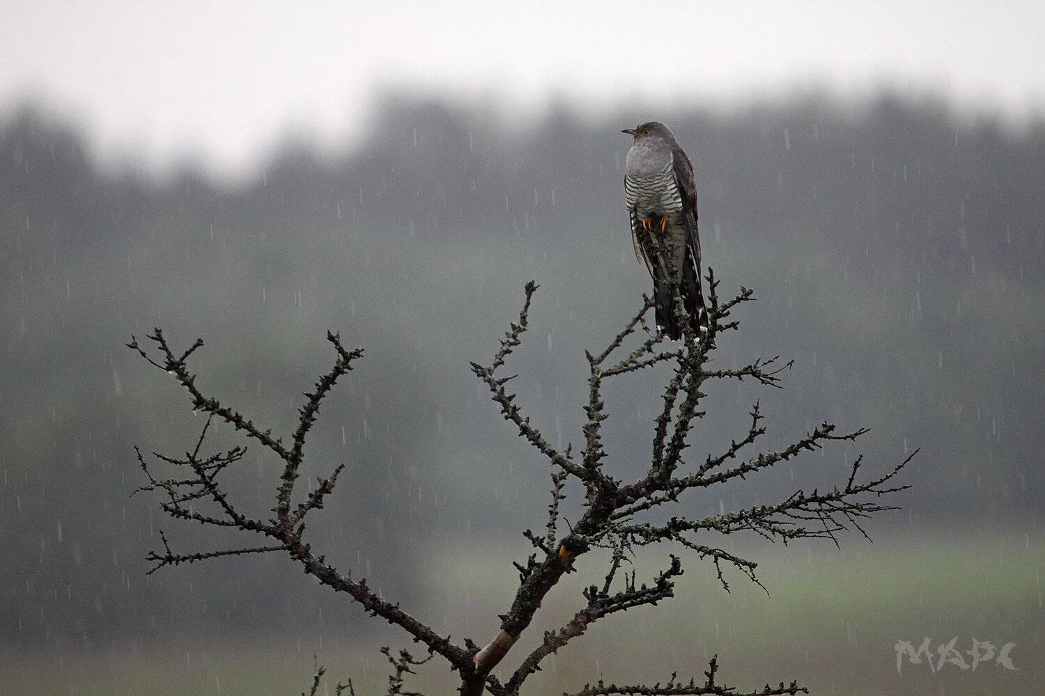 , Шангареев Марс