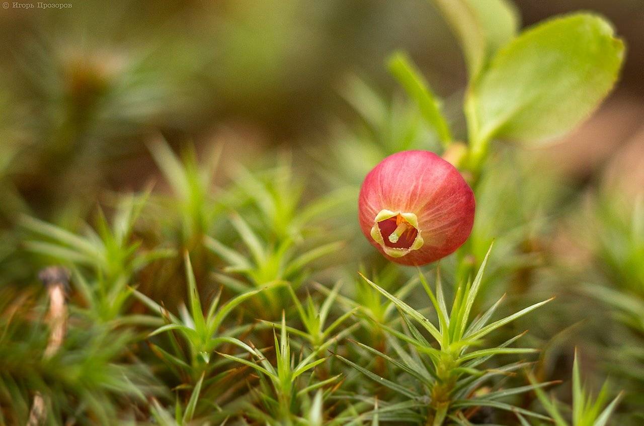 Кольский полуостров, Макро, Черника, Игорь Прозоров