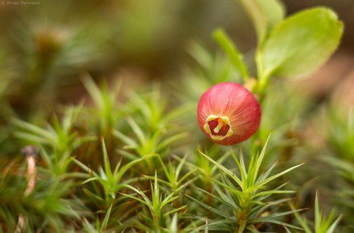 Черничный цветок.