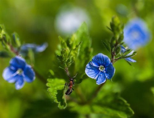 Росы напиться