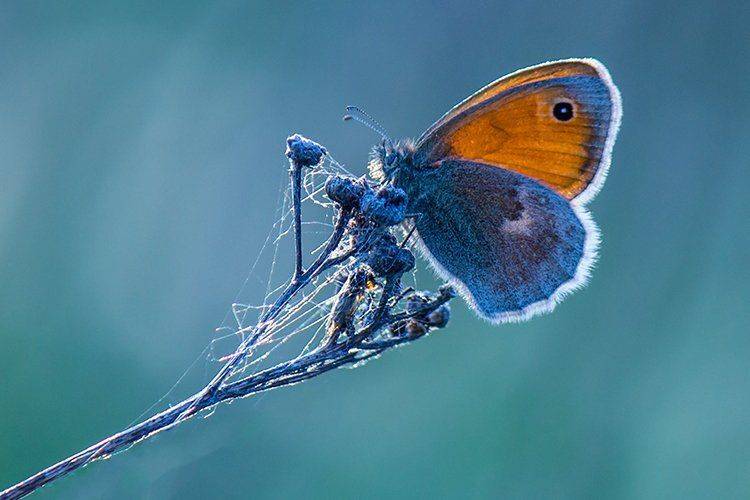 , Pawel Plucinski